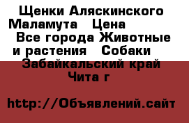 Щенки Аляскинского Маламута › Цена ­ 10 000 - Все города Животные и растения » Собаки   . Забайкальский край,Чита г.